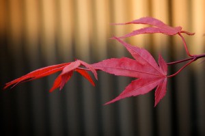 Japanese Maple
